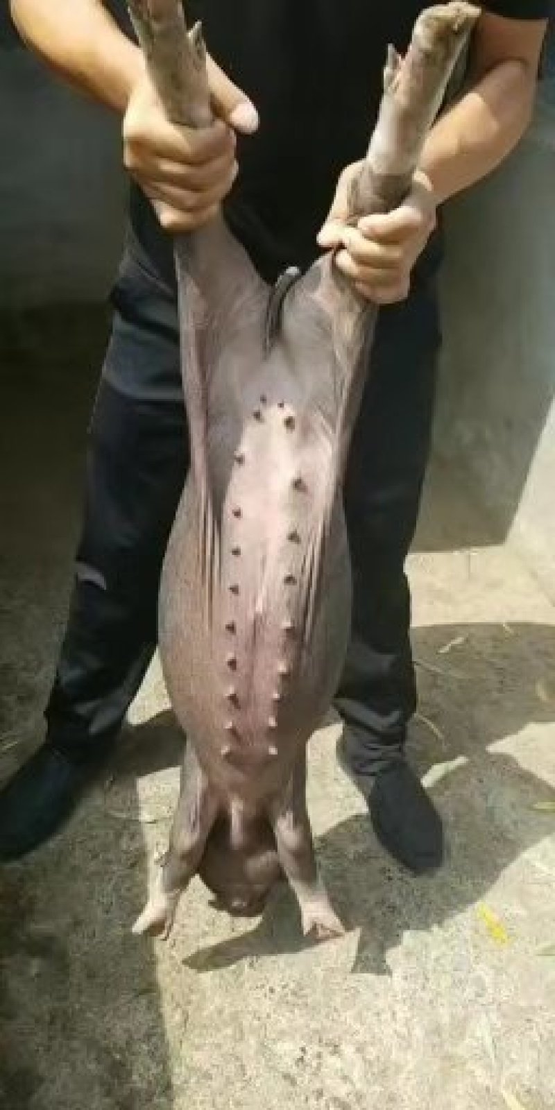 江苏热卖二元母猪技术指导全国包邮，包成活