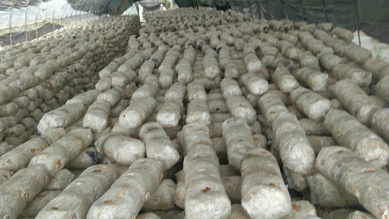 菌棒泡袋，泡布
