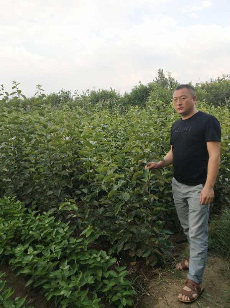 批发软枣种子君迁子嫁接柿子树的占木价格便宜