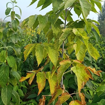 【七叶树】付叶七也叫七叶树，自家种植量大从优