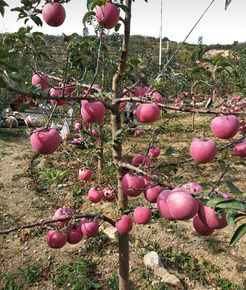 烟富8号苹果苗烟富八号苹果苗m26中间砧矮化苹果苗