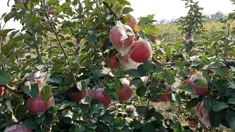 山西万荣纸加膜冰糖心红富士、羊奶苹果全年大量供应。