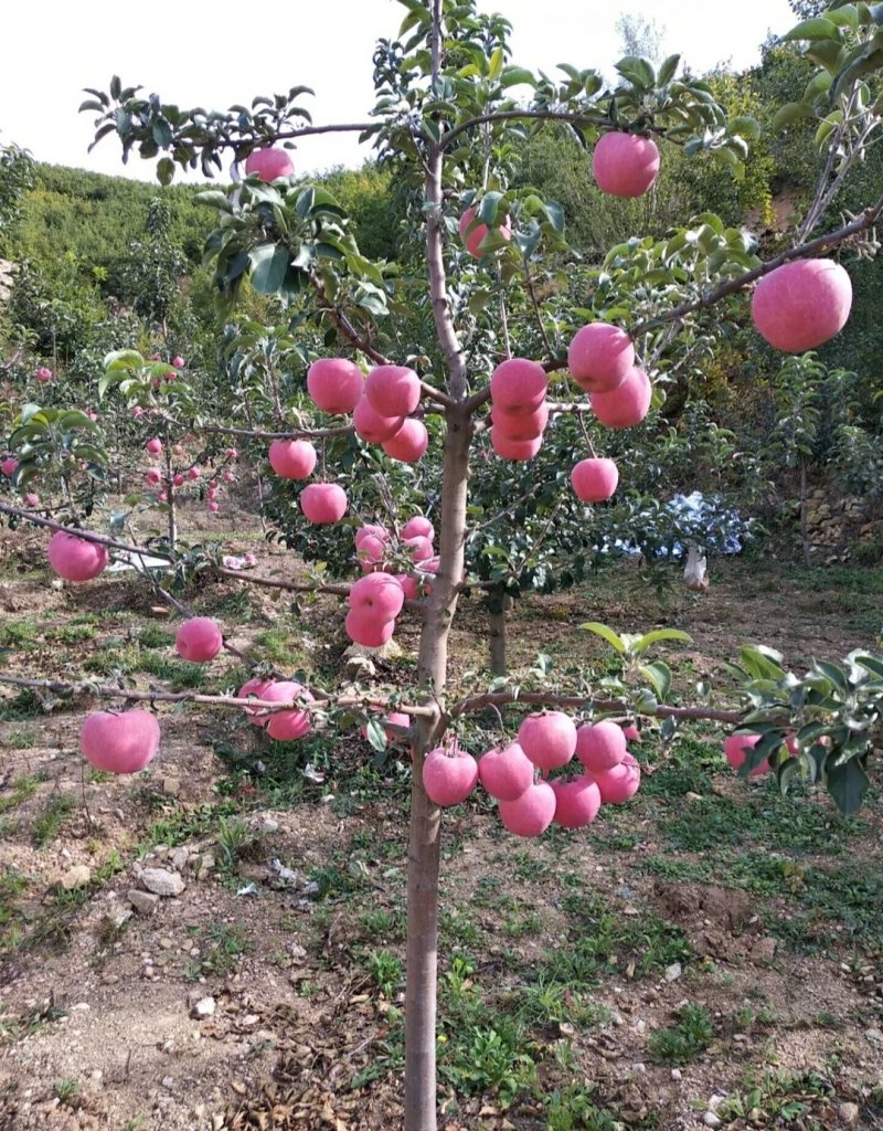 烟富10号苹果树苗秦脆苹果苗现挖苹果苗矮化苹果苗