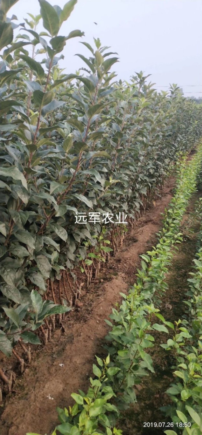 烟富10号苹果树苗秦脆苹果苗现挖苹果苗矮化苹果苗