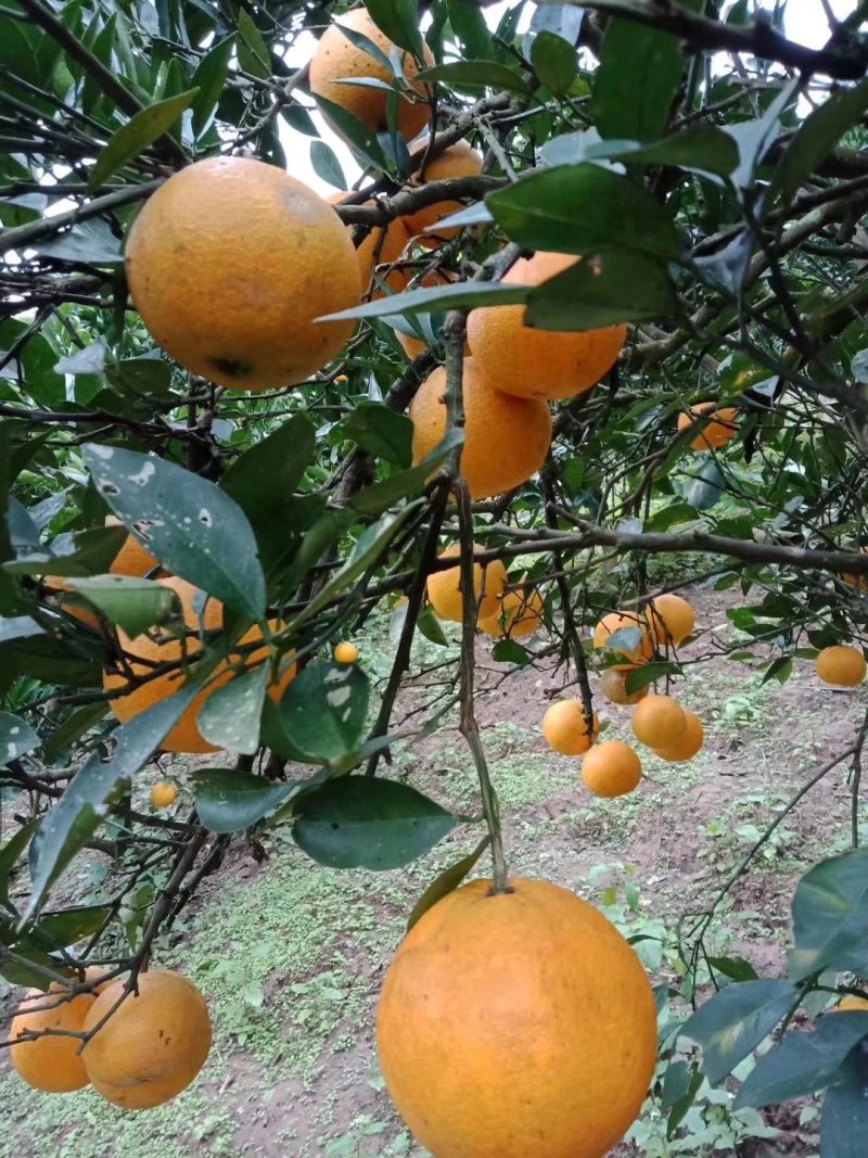 四川广安脐橙