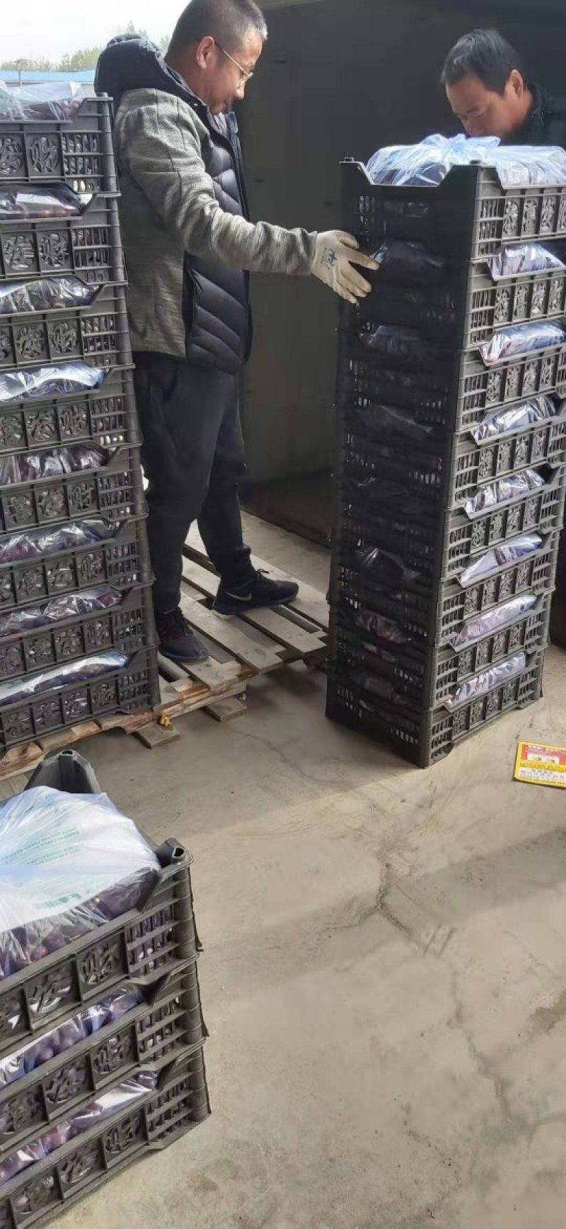 葡萄