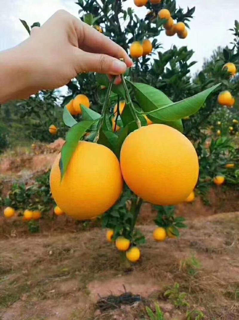 橙子
