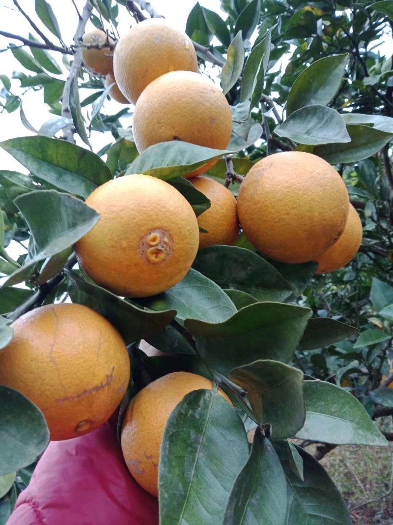 橙子