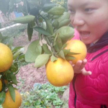 橙子