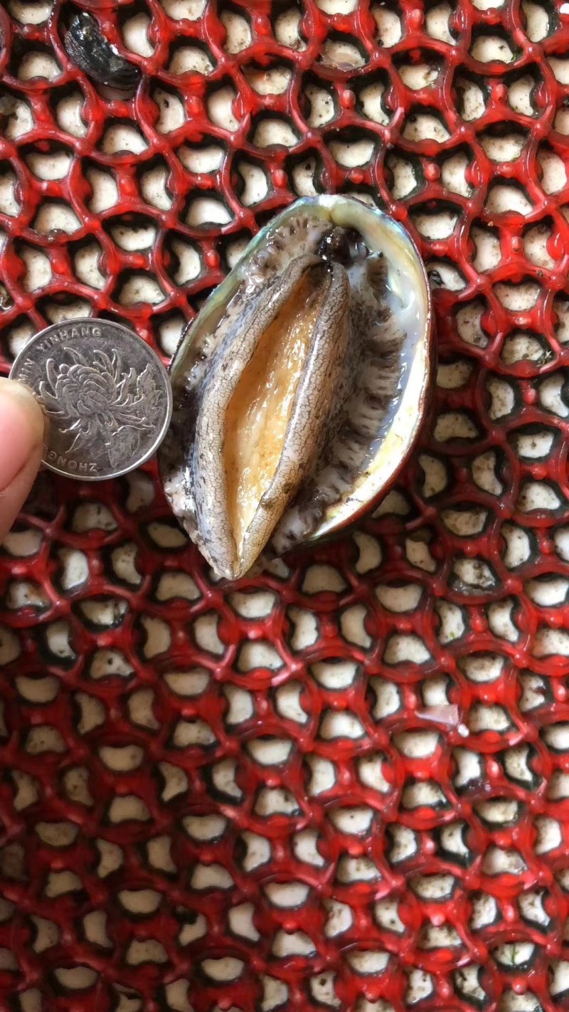 鲍鱼，鲜活发货，九孔鲍，各种规格，！对应价格请拍对应个数