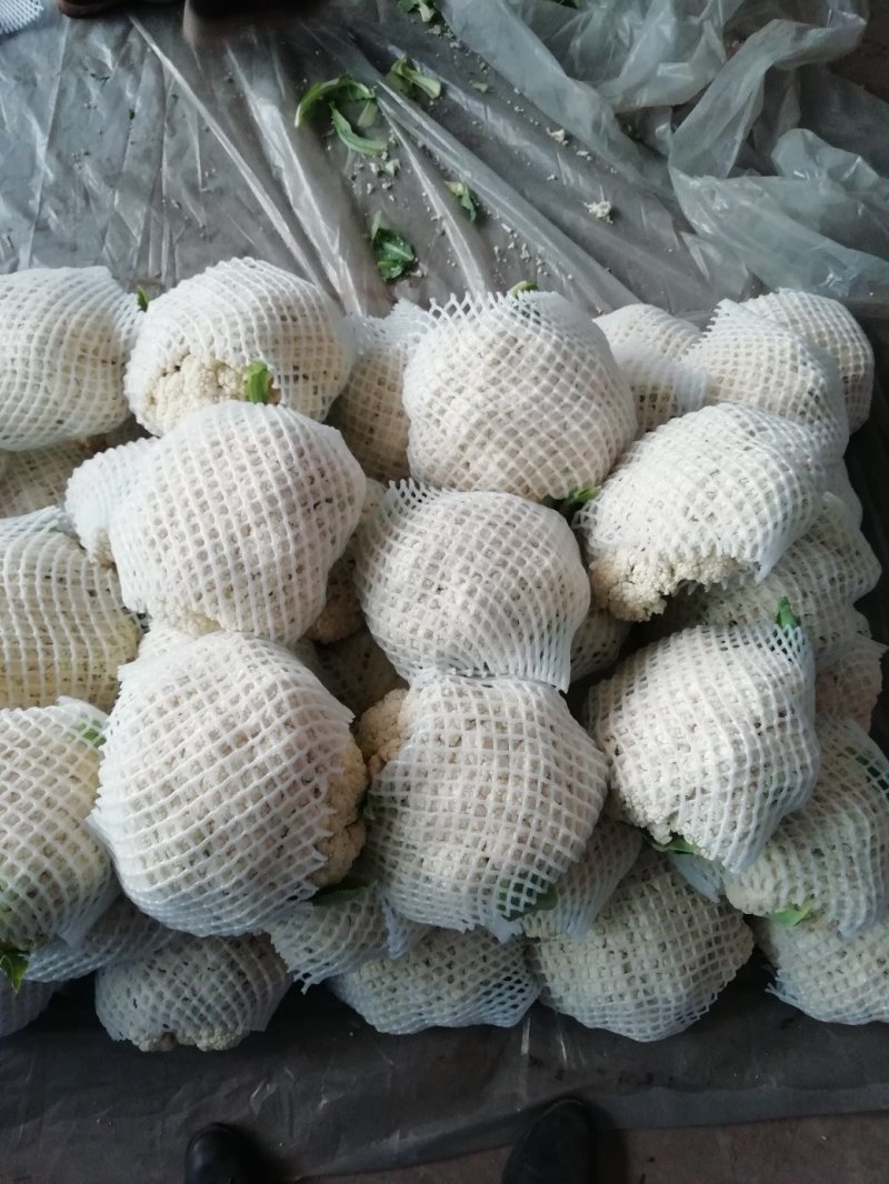 精品松花