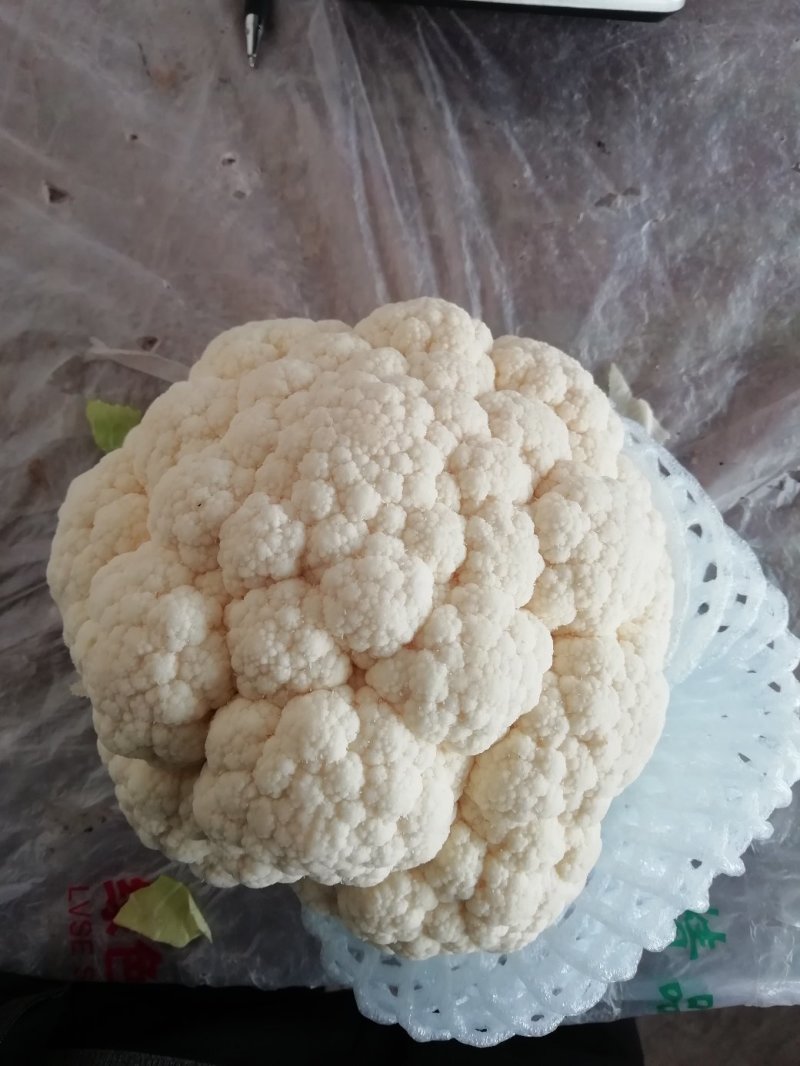精品松花
