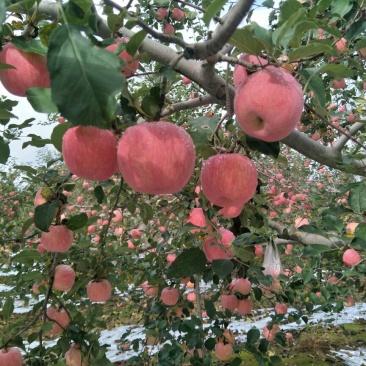高原红富士苹果