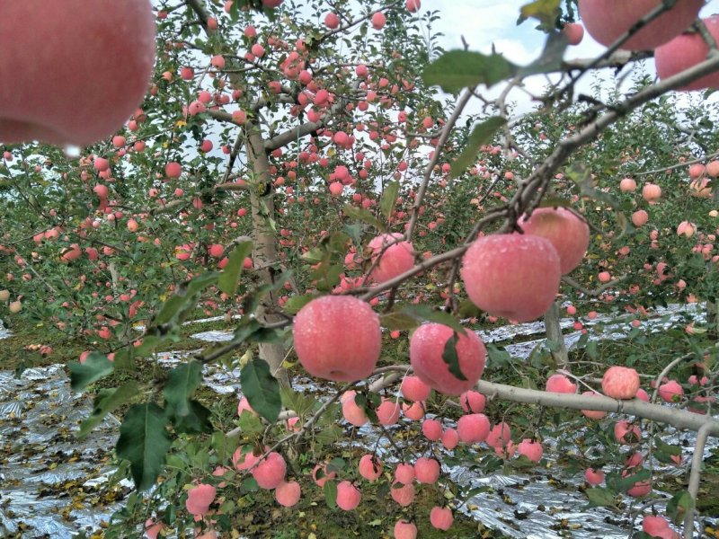 高原红富士苹果