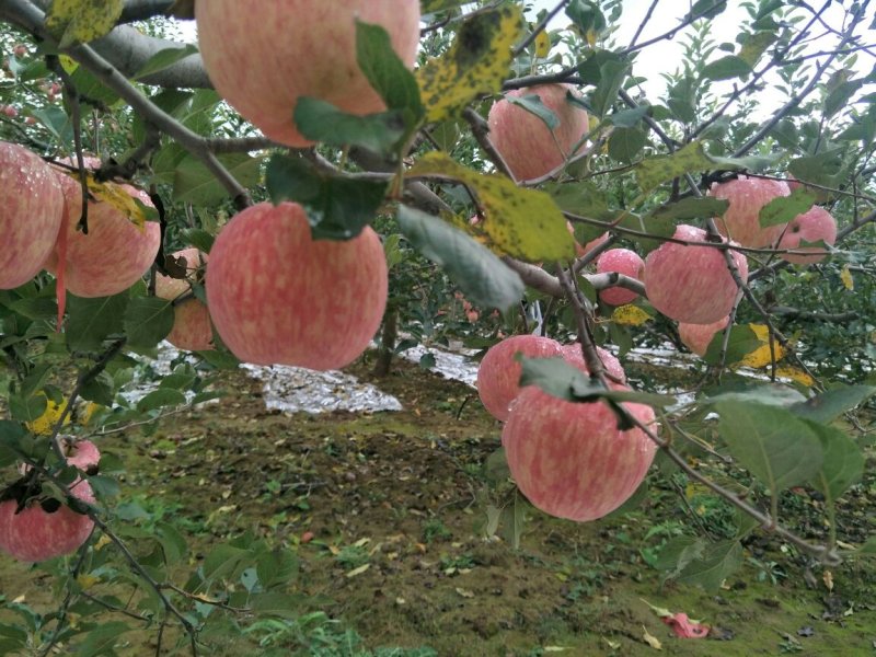 高原红富士苹果
