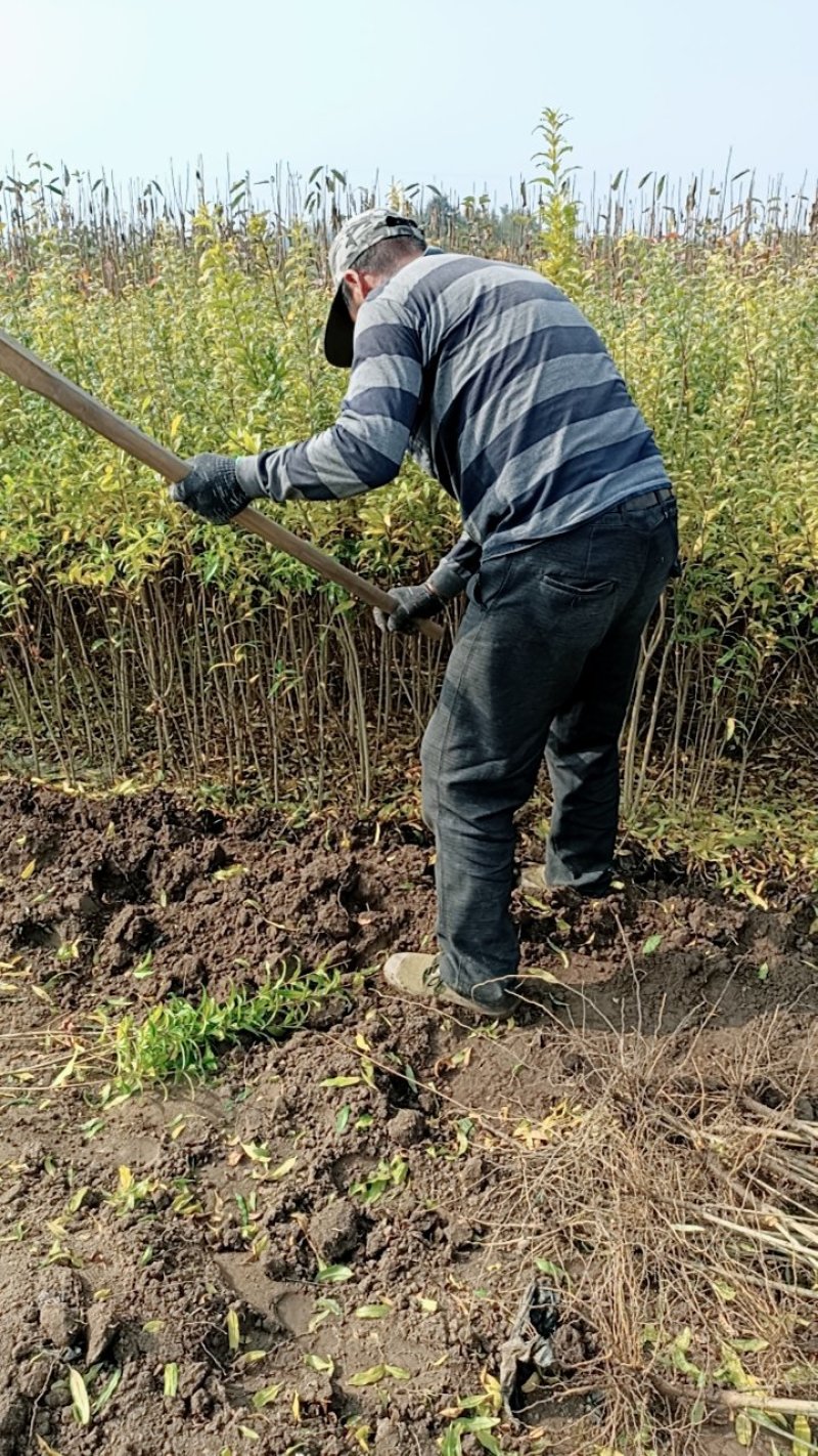 正宗墨石榴苗现挖现卖包质量基地直销