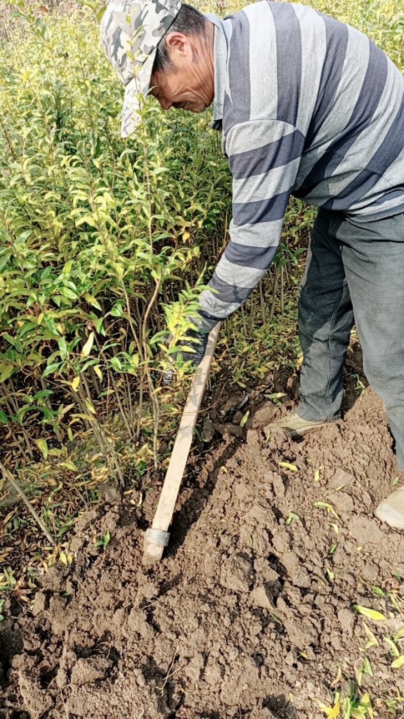 正宗墨石榴苗现挖现卖包质量基地直销