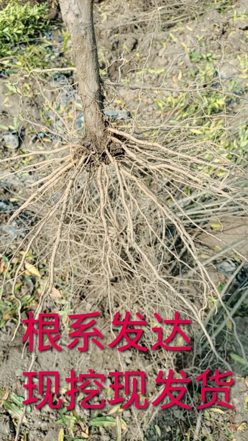 正宗墨石榴苗现挖现卖包质量基地直销