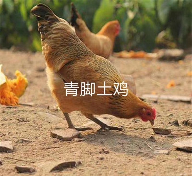 青脚土鸡苗/柴鸡苗