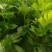 芹菜