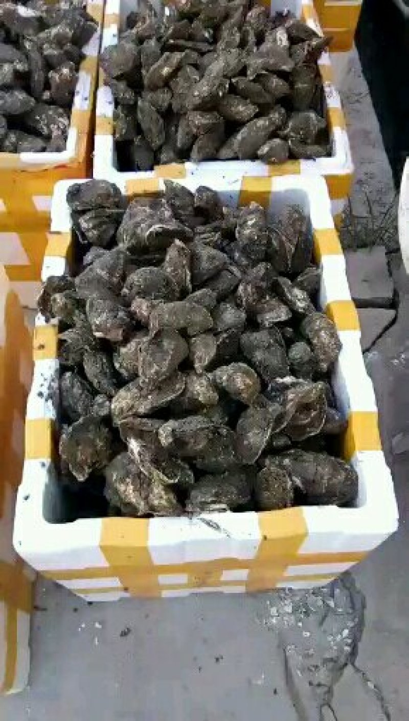 生蚝鲜活全壳深海烧烤牡蛎新鲜海蛎子批发原产地直供