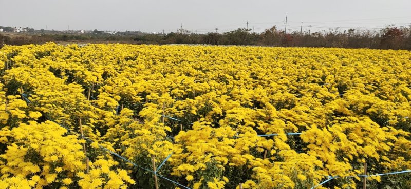 农家自种金丝菊