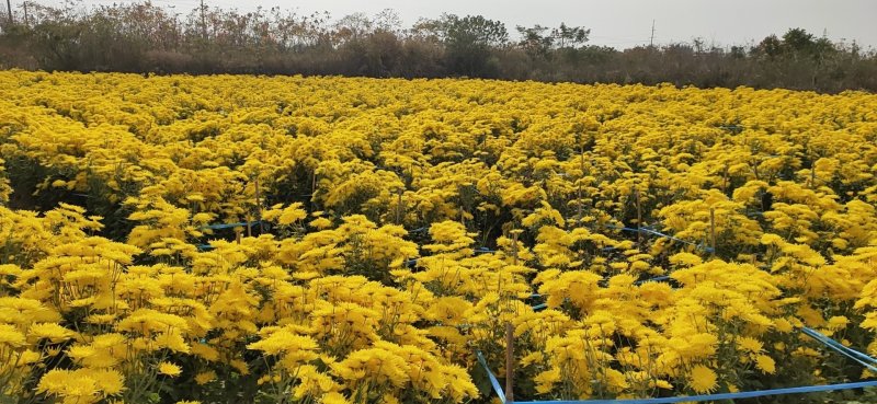 农家自种金丝菊