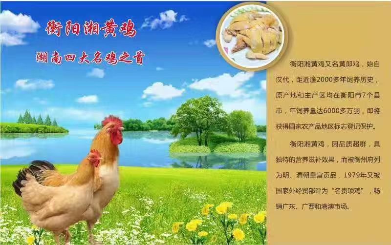 湘黄土鸡苗/衡阳土鸡苗