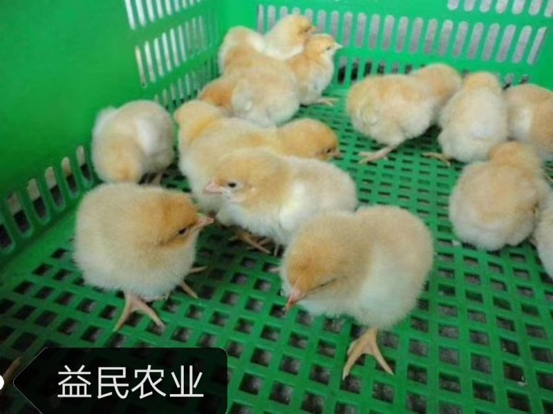 湘黄土鸡苗/衡阳土鸡苗