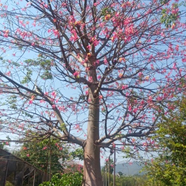 木棉