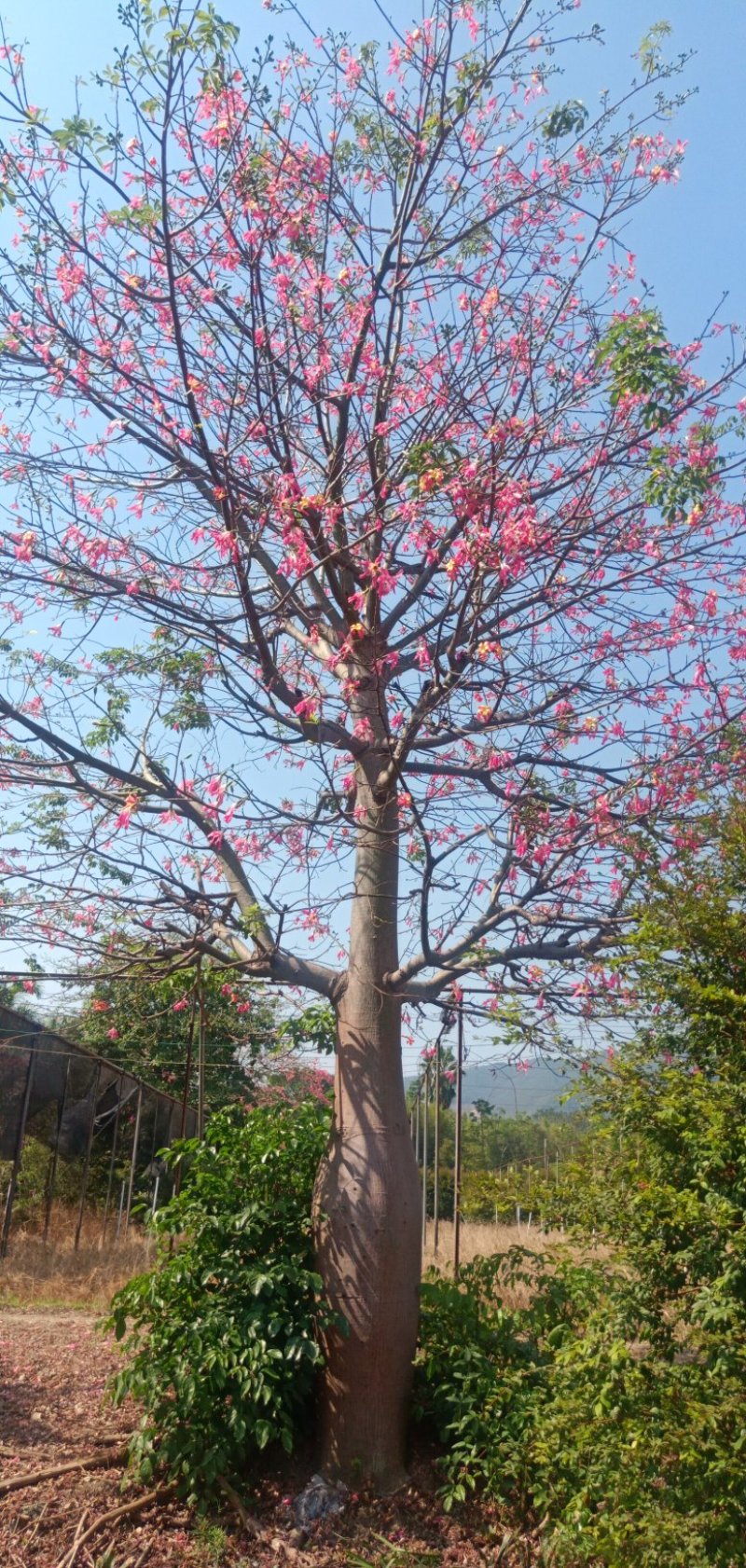 木棉