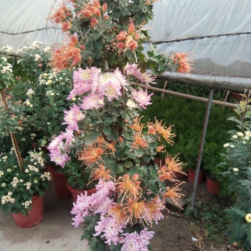 嫁接多层多色秋菊