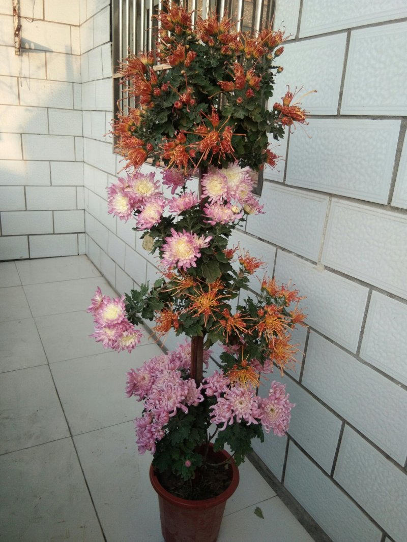 嫁接多层多色秋菊