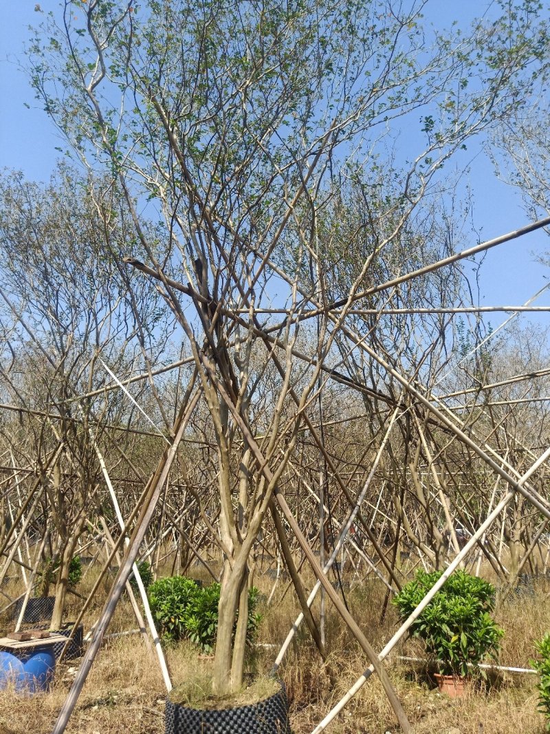 紫薇