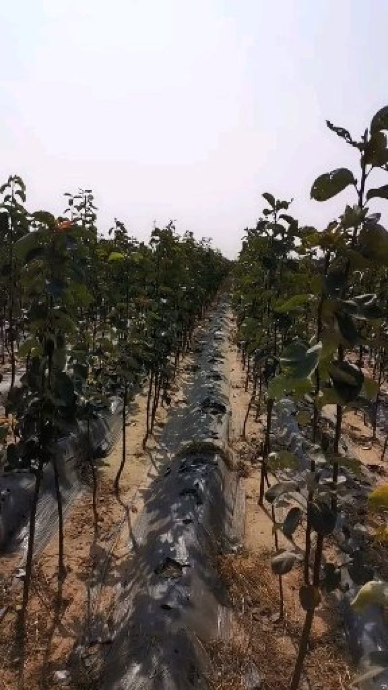 秋月梨苗，包技术指导，成活率高，可签订合同
