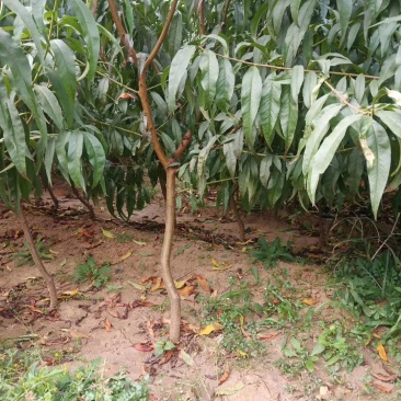 油蟠桃苗7-7，保质保量，成活率高，包技术