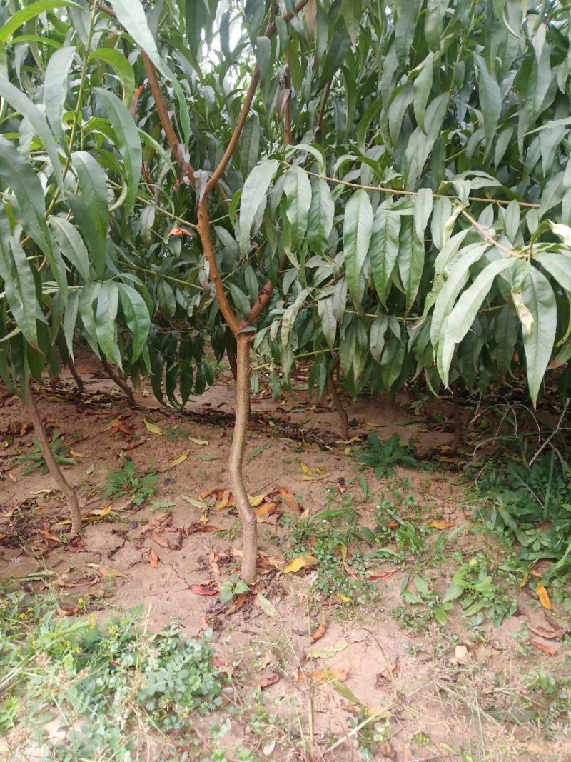 油蟠桃苗7-7，保质保量，成活率高，包技术