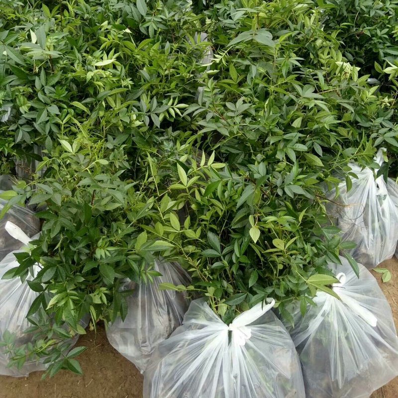 花椒苗九叶青花椒苗品种正宗2年可结果提供种植技