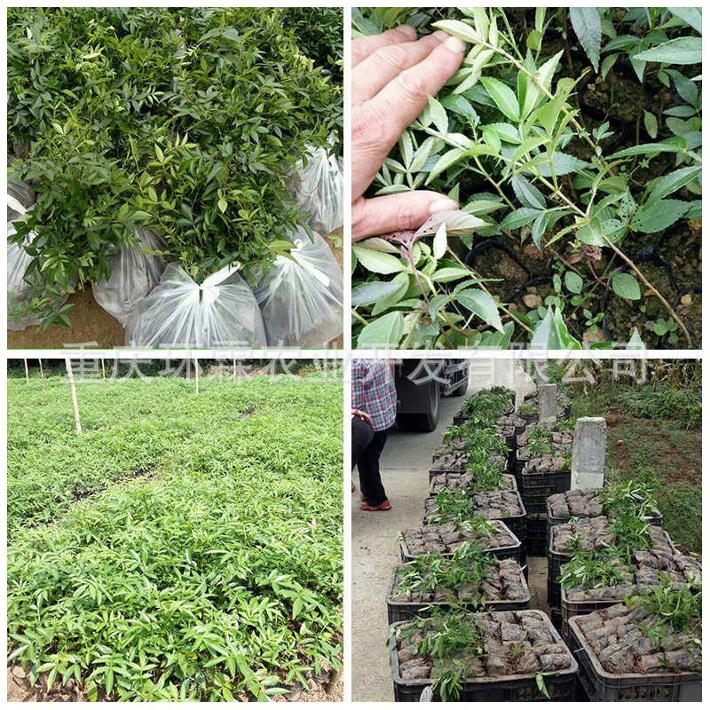 花椒苗九叶青花椒苗品种正宗2年可结果提供种植技