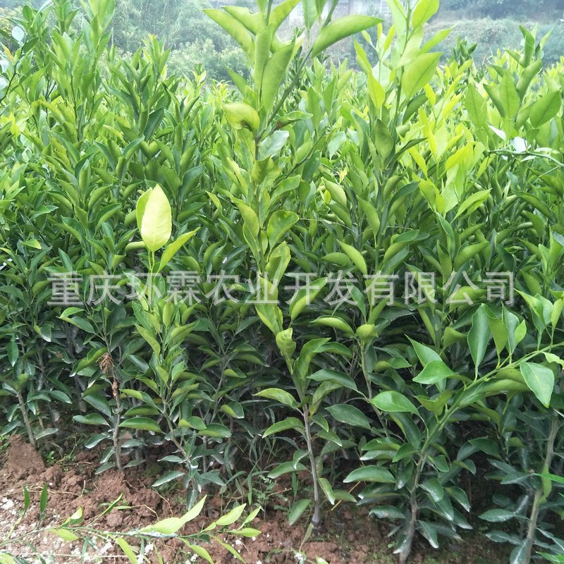 大雅柑橘苗品种正宗大雅柑1号苗热卖中2年可结果