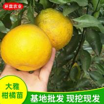 大雅柑橘苗品种正宗大雅柑1号苗热卖中2年可结果