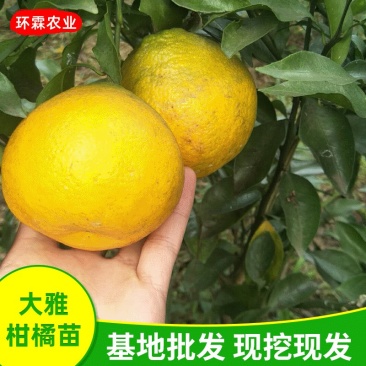 大雅柑橘苗品种正宗大雅柑1号苗热卖中2年可结果