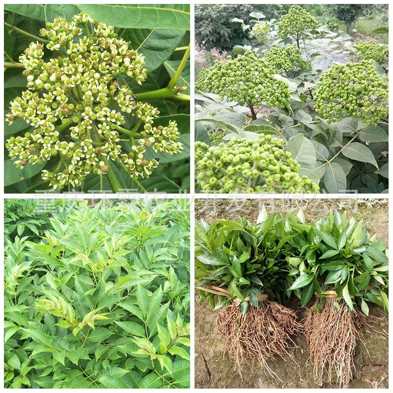 中花吴茱萸苗茶辣苗吴茱萸苗现挖现发高产高成活