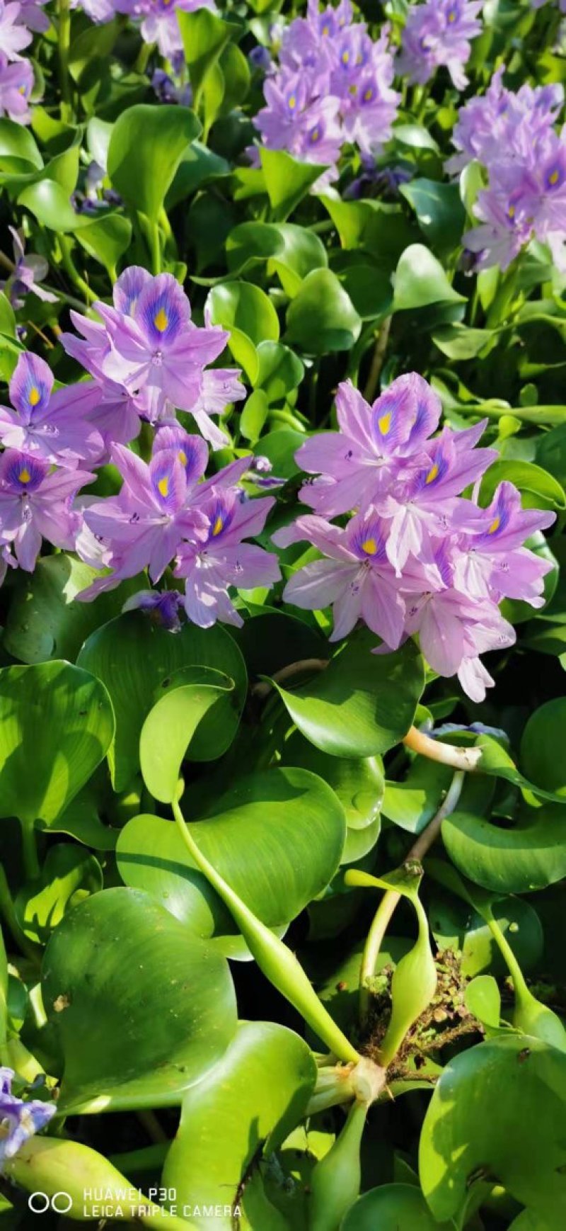 水葫芦凤眼蓝水芙蓉四季水生植物葫芦花