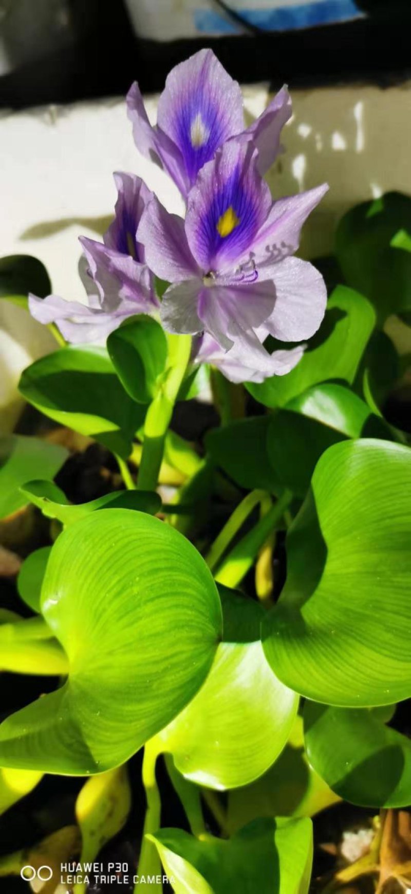 水葫芦凤眼蓝水芙蓉四季水生植物葫芦花