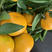 小叶橘蜜橘皮薄汁多产地直发全国交通便农户一手货源