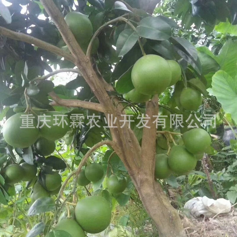大量出售柚子苗优质蜜柚苗红心柚子苗三红柚苗
