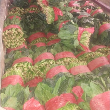 大叶菠菜