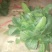 大叶菠菜