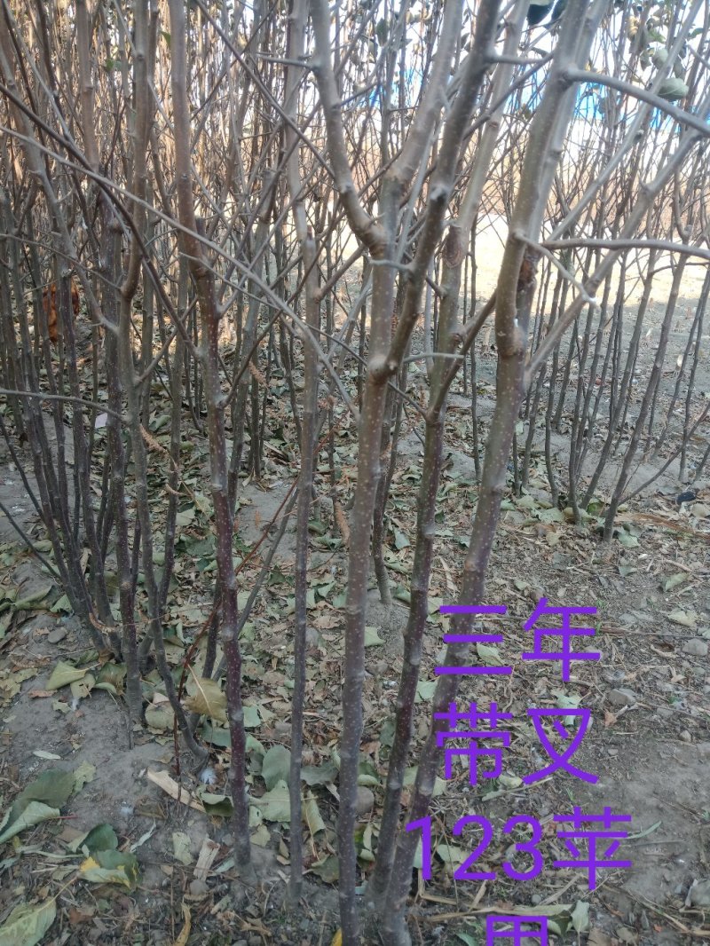 吉林省长春地区123苹果树苗，产地直发，保质保量